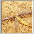 Nephrotoma sp - Schnake w14a.jpg